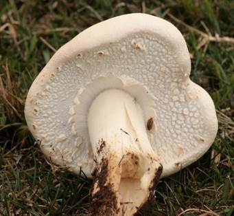 Agaricus arvensis . Schaeff -- Discover Life