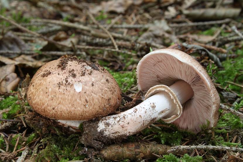 Agaricus sylvaticus: caracter��sticas, h��bitat y confusiones