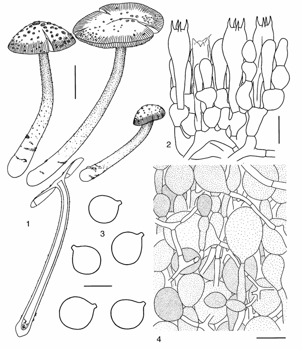 mushroom-image