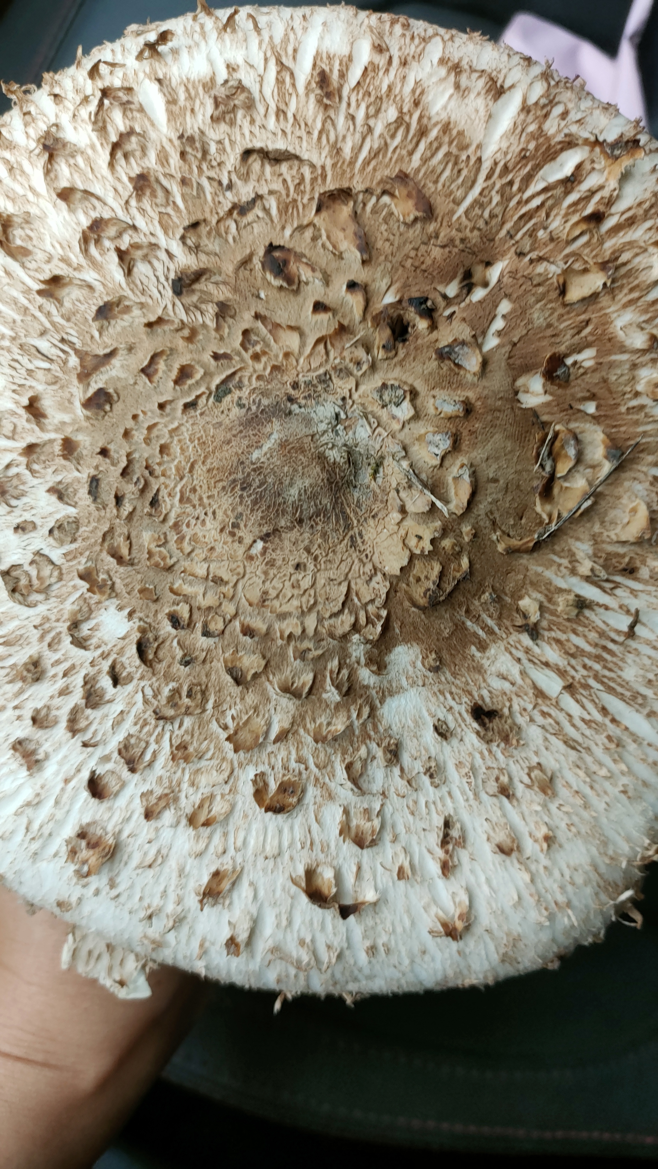 mushroom-image