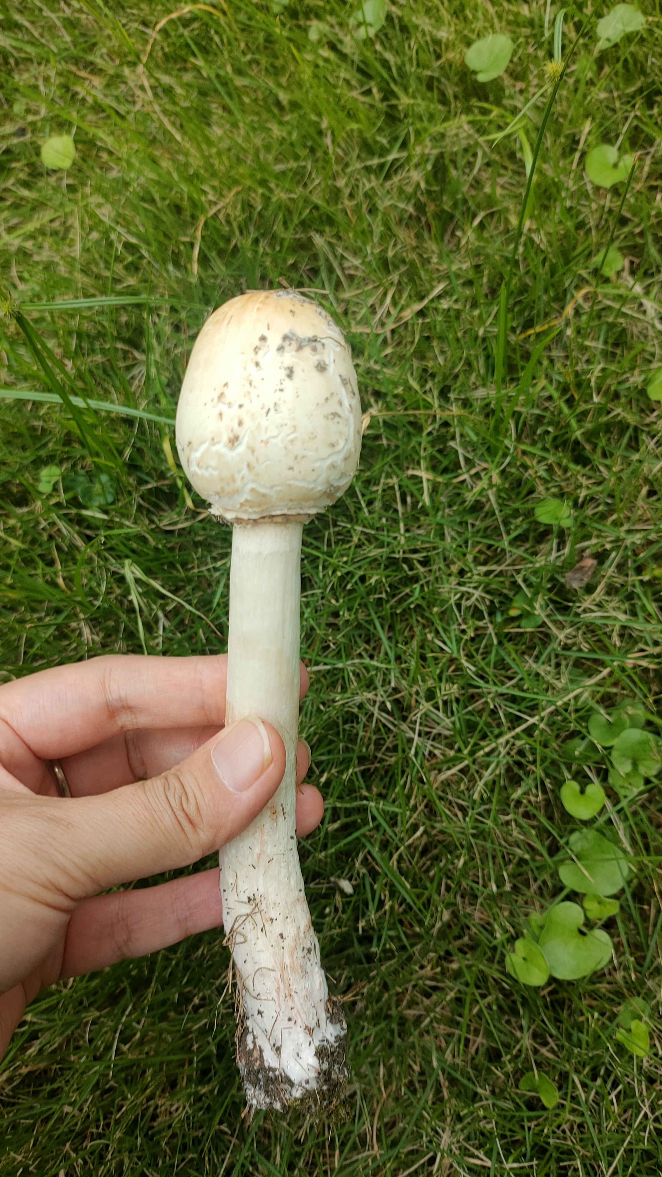 mushroom-image