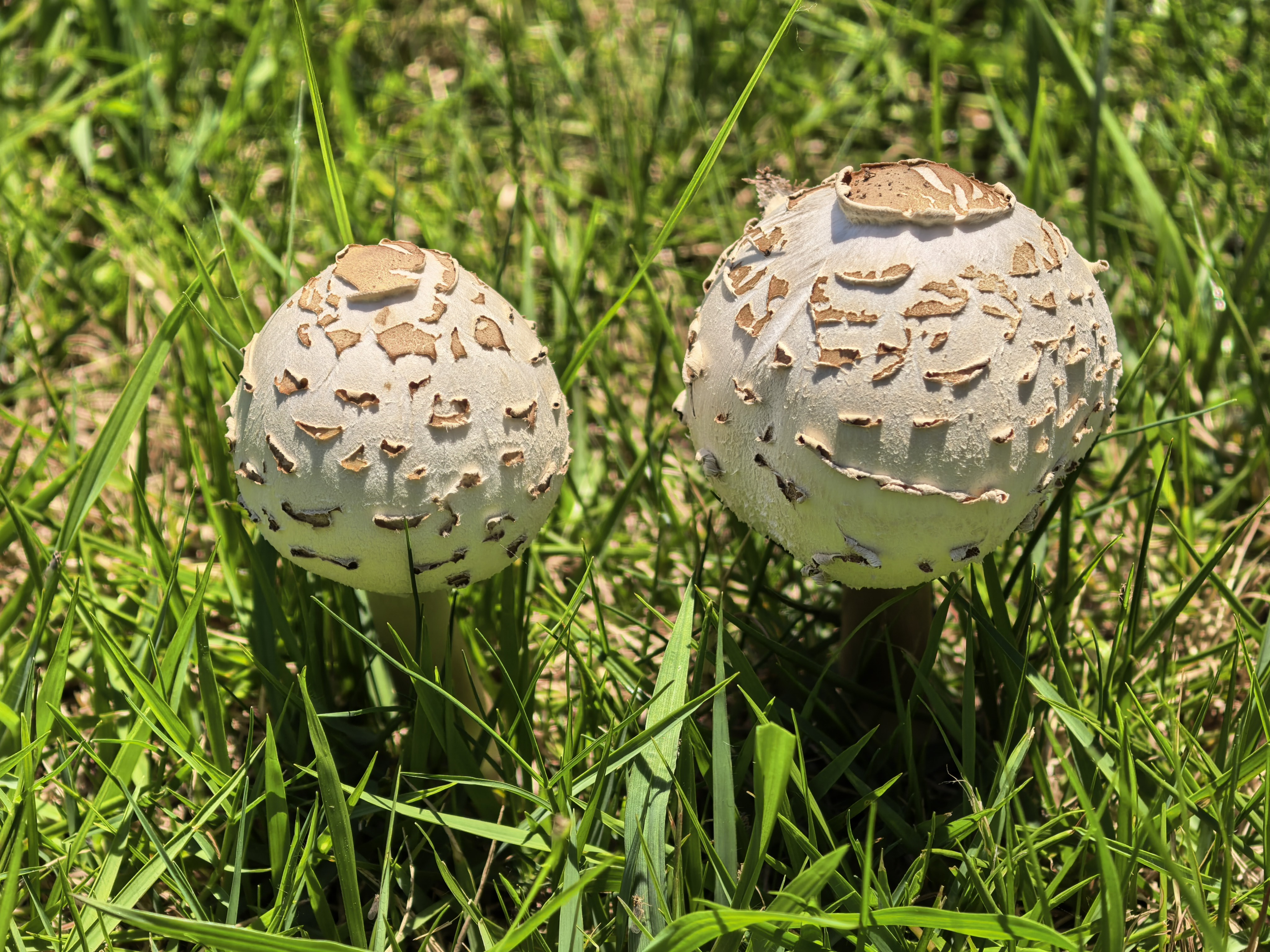 mushroom-image
