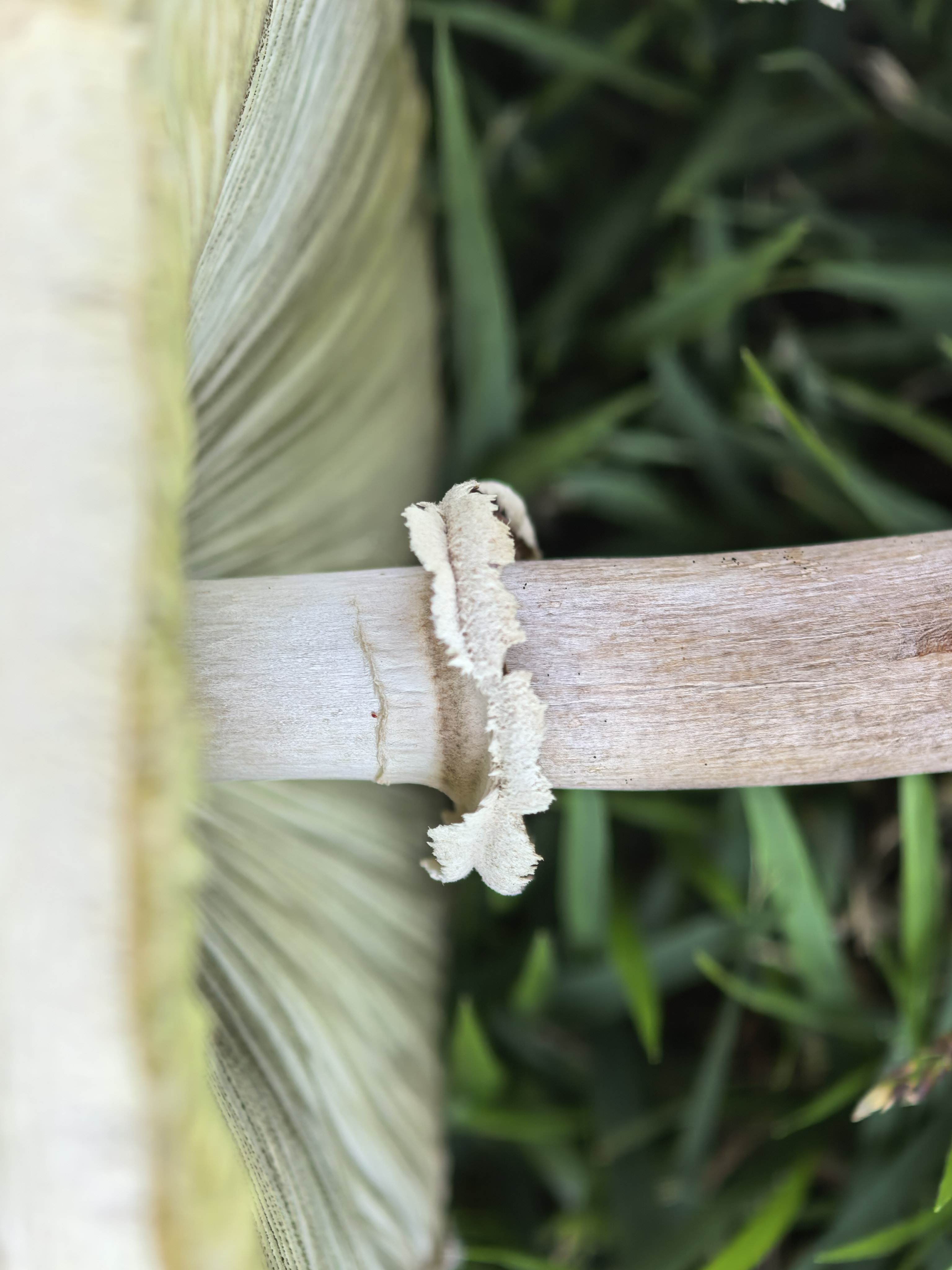 mushroom-image