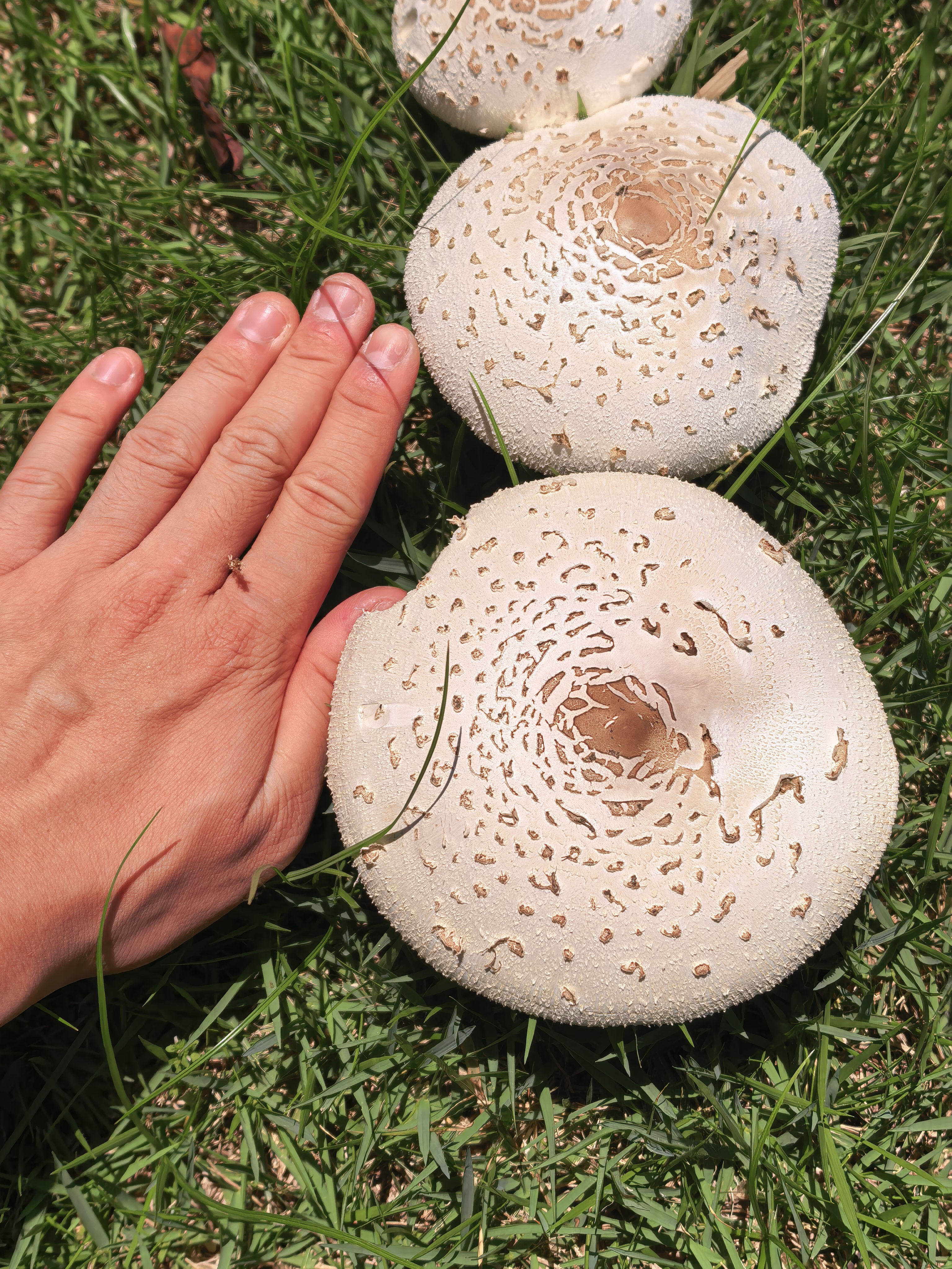 mushroom-image