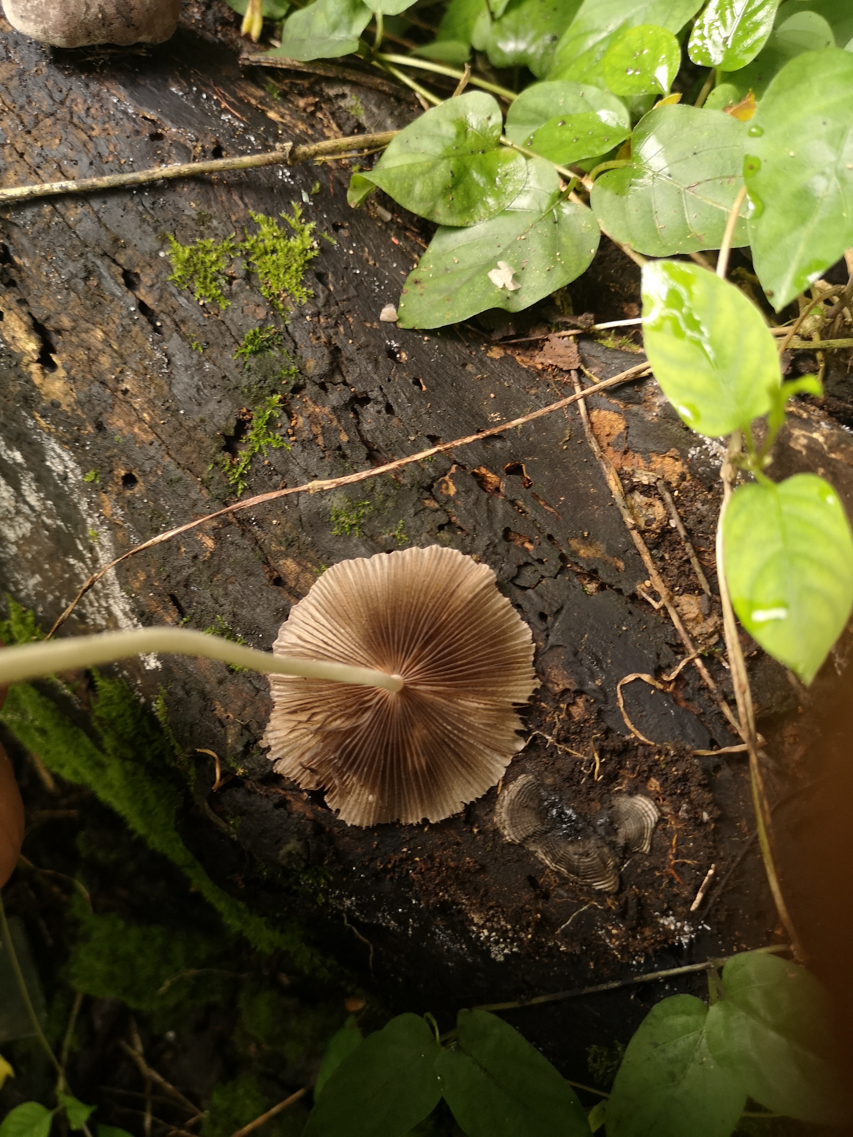 mushroom-image