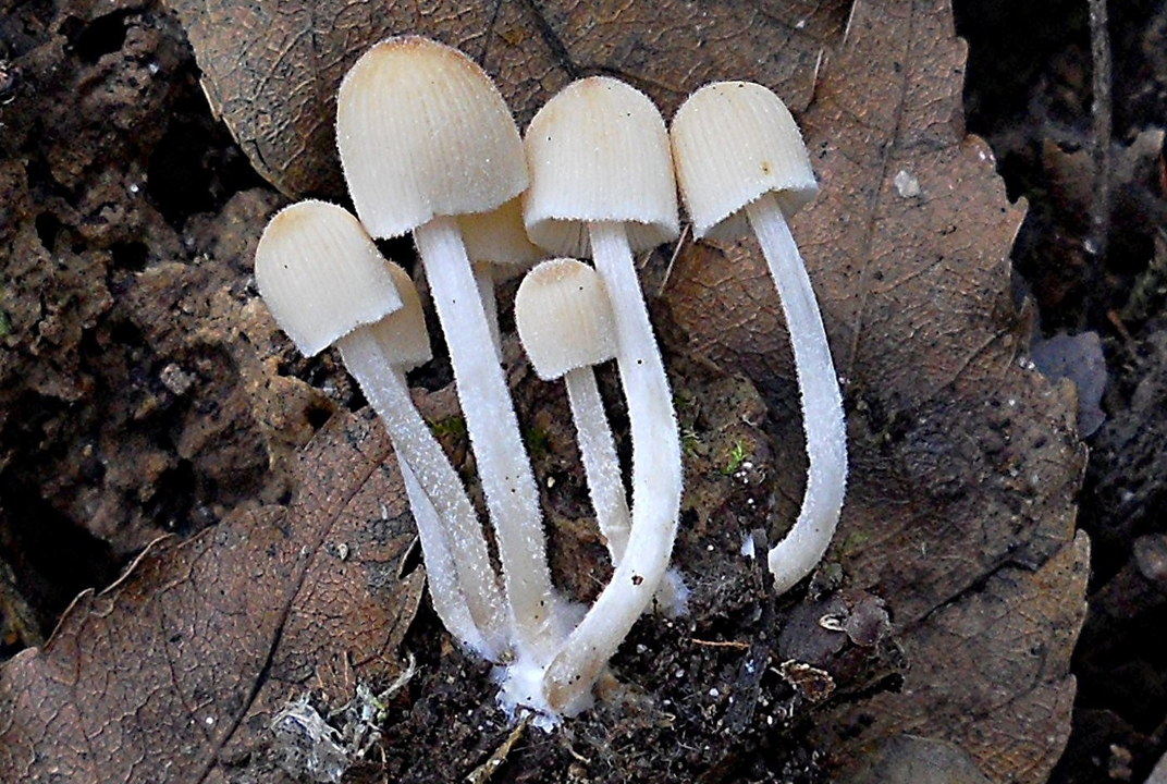 mushroom-image