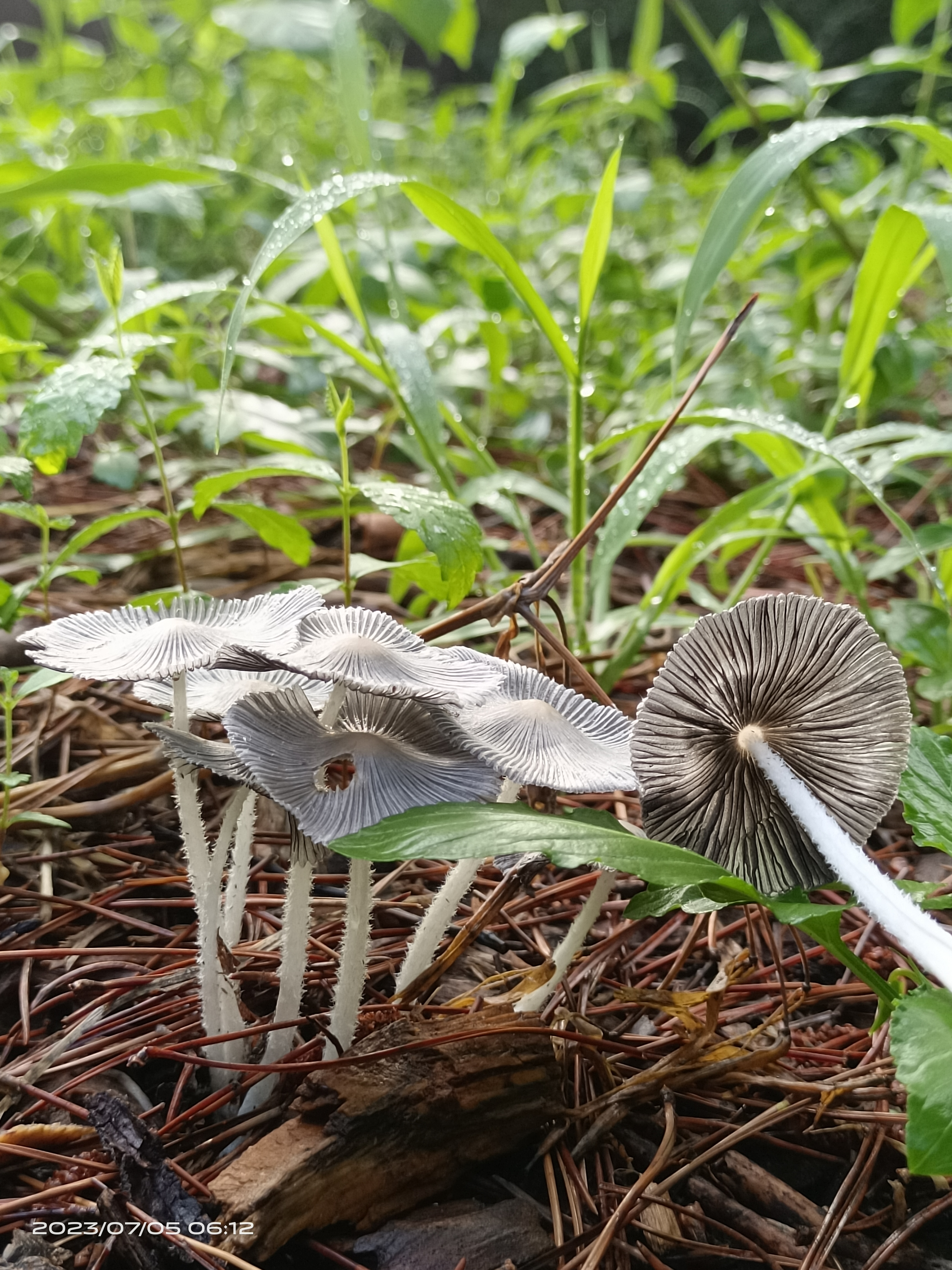 mushroom-image