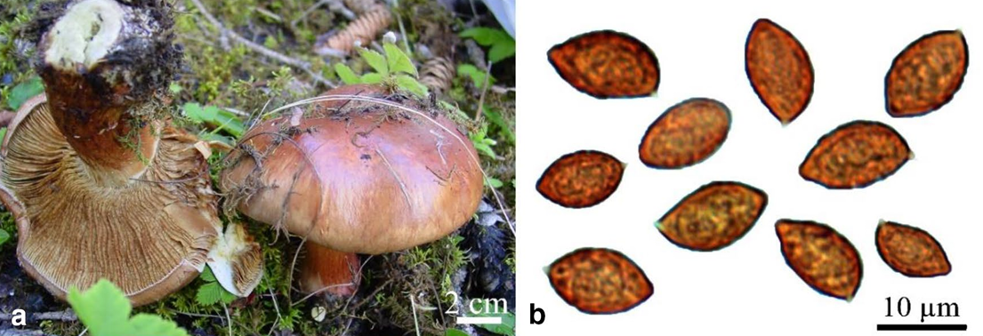 Cortinarius sinensis