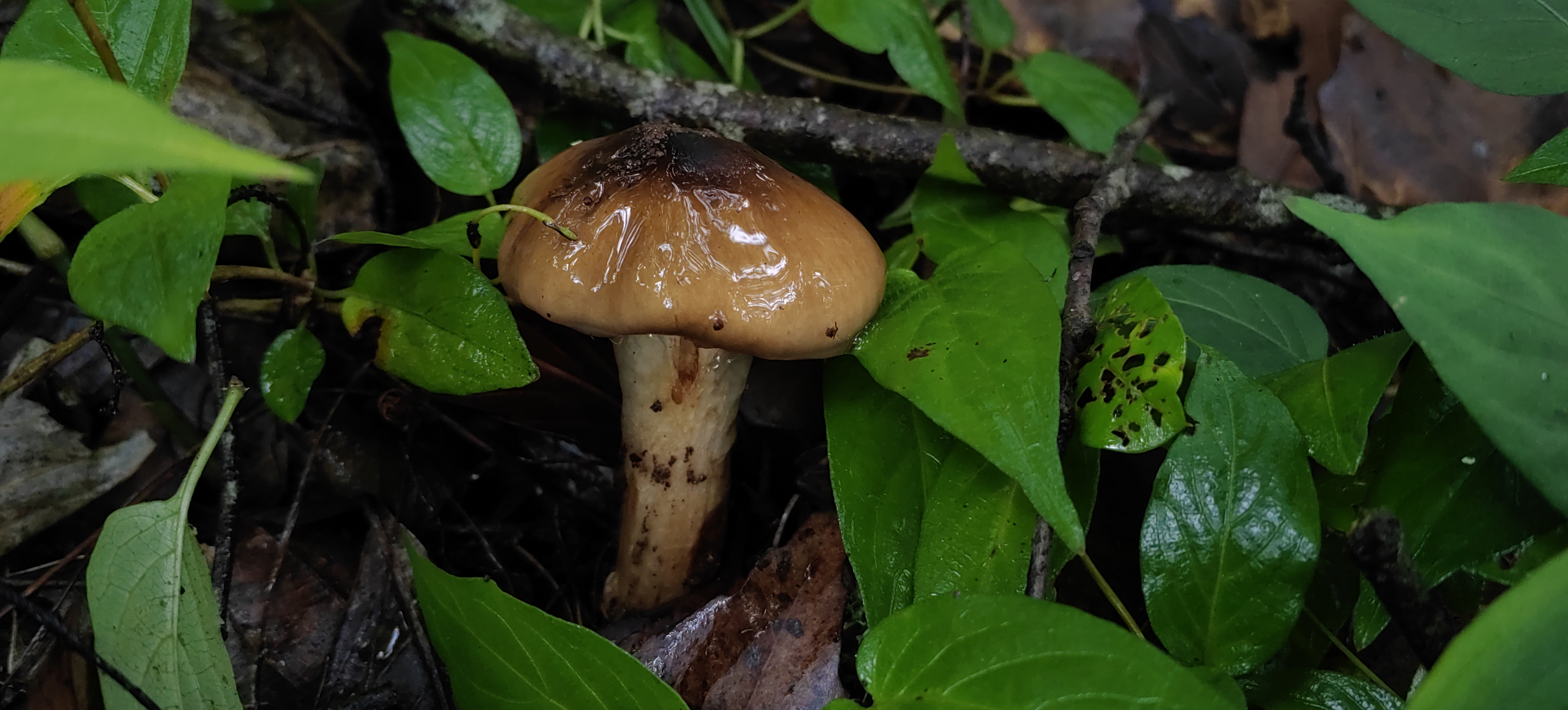Cortinarius alpinus