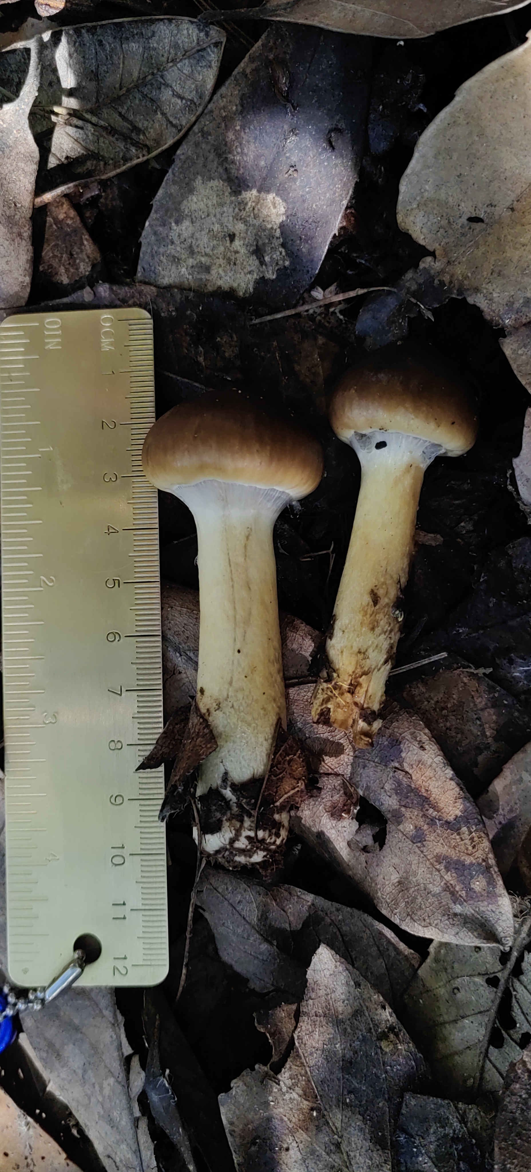 Cortinarius alpinus