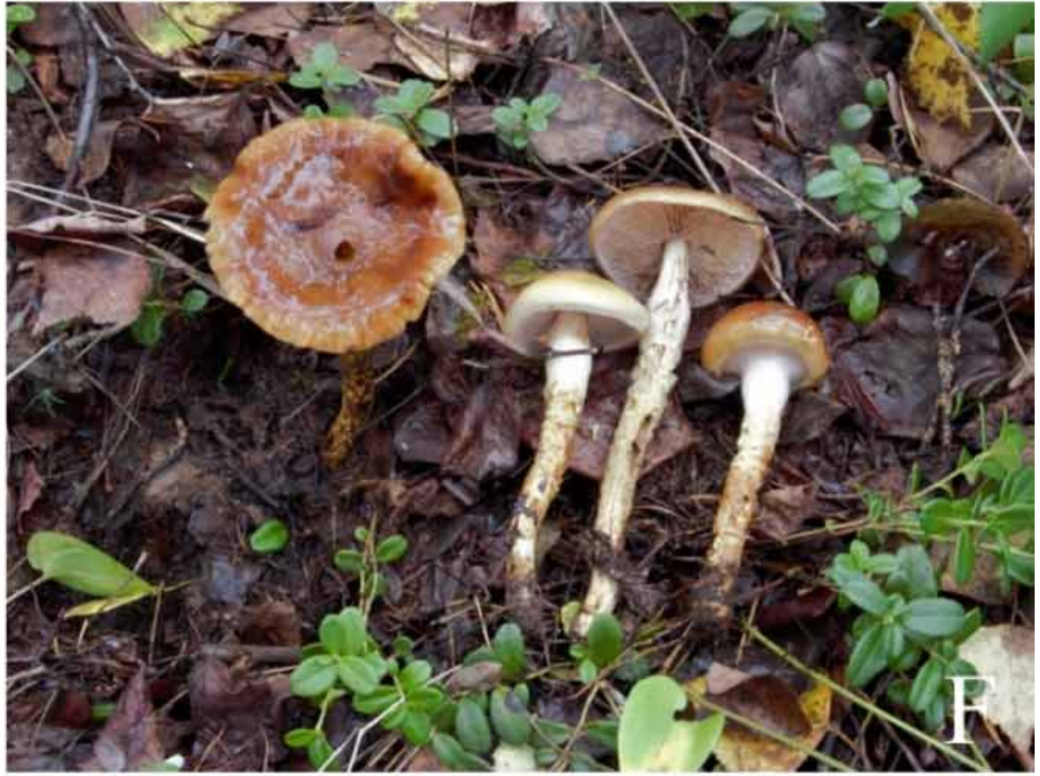 Cortinarius alpinus