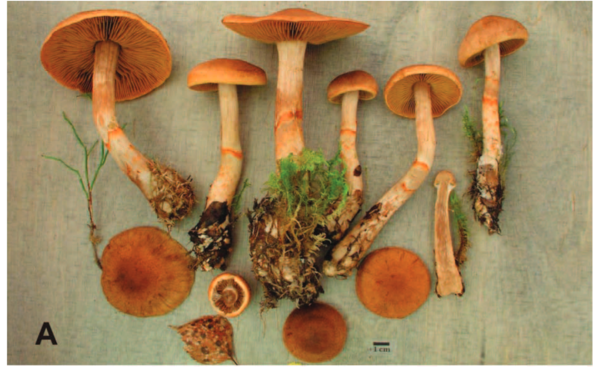 Cortinarius armillatus