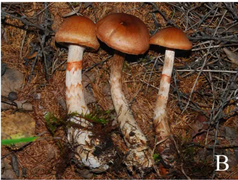 Cortinarius armillatus