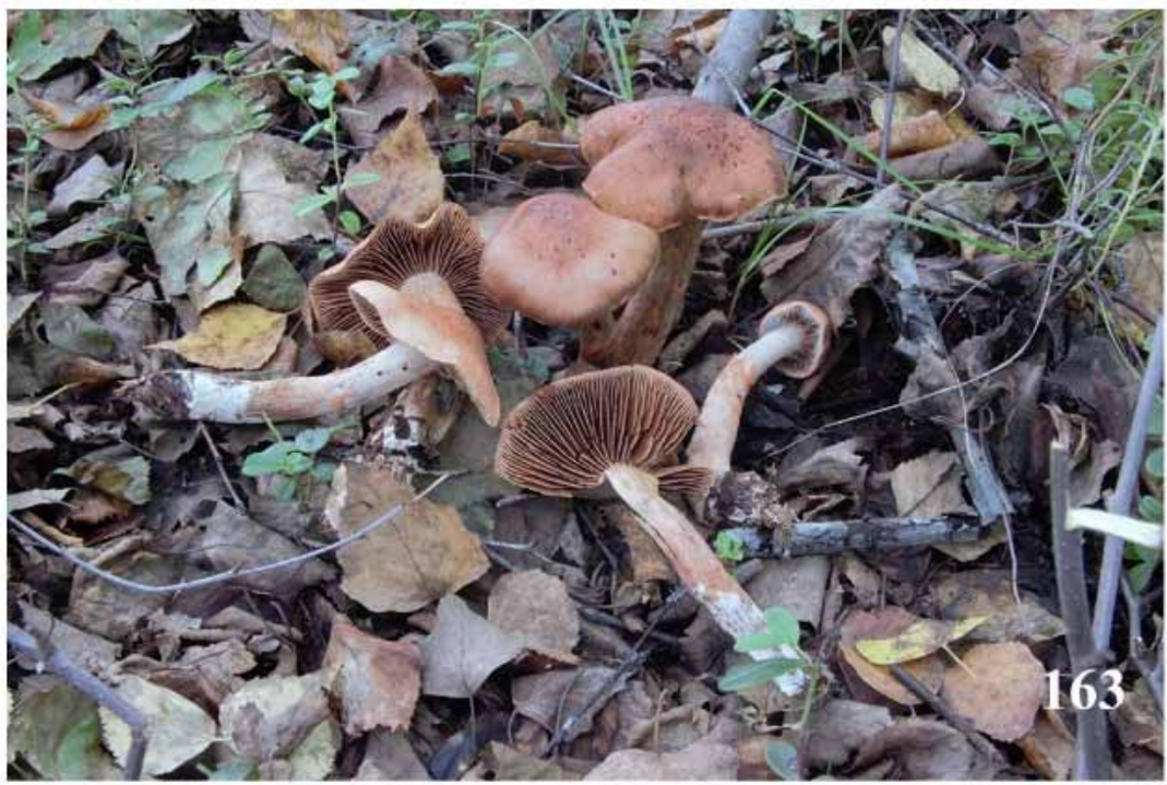 Cortinarius armillatus