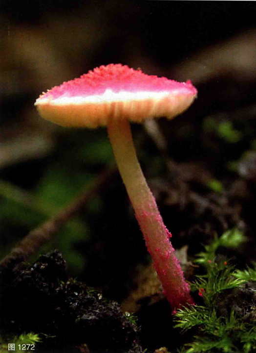 mushroom-image