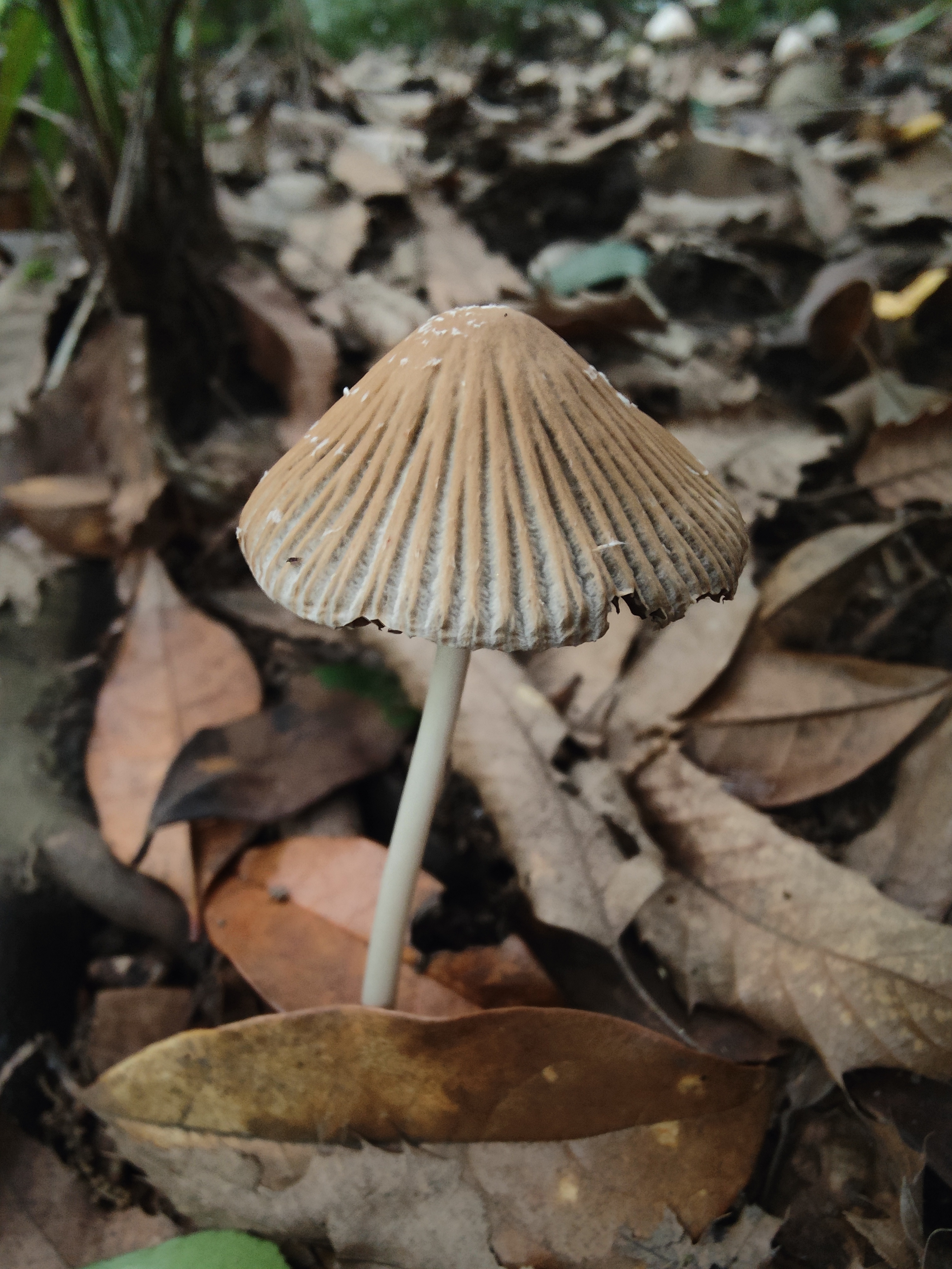 mushroom-image