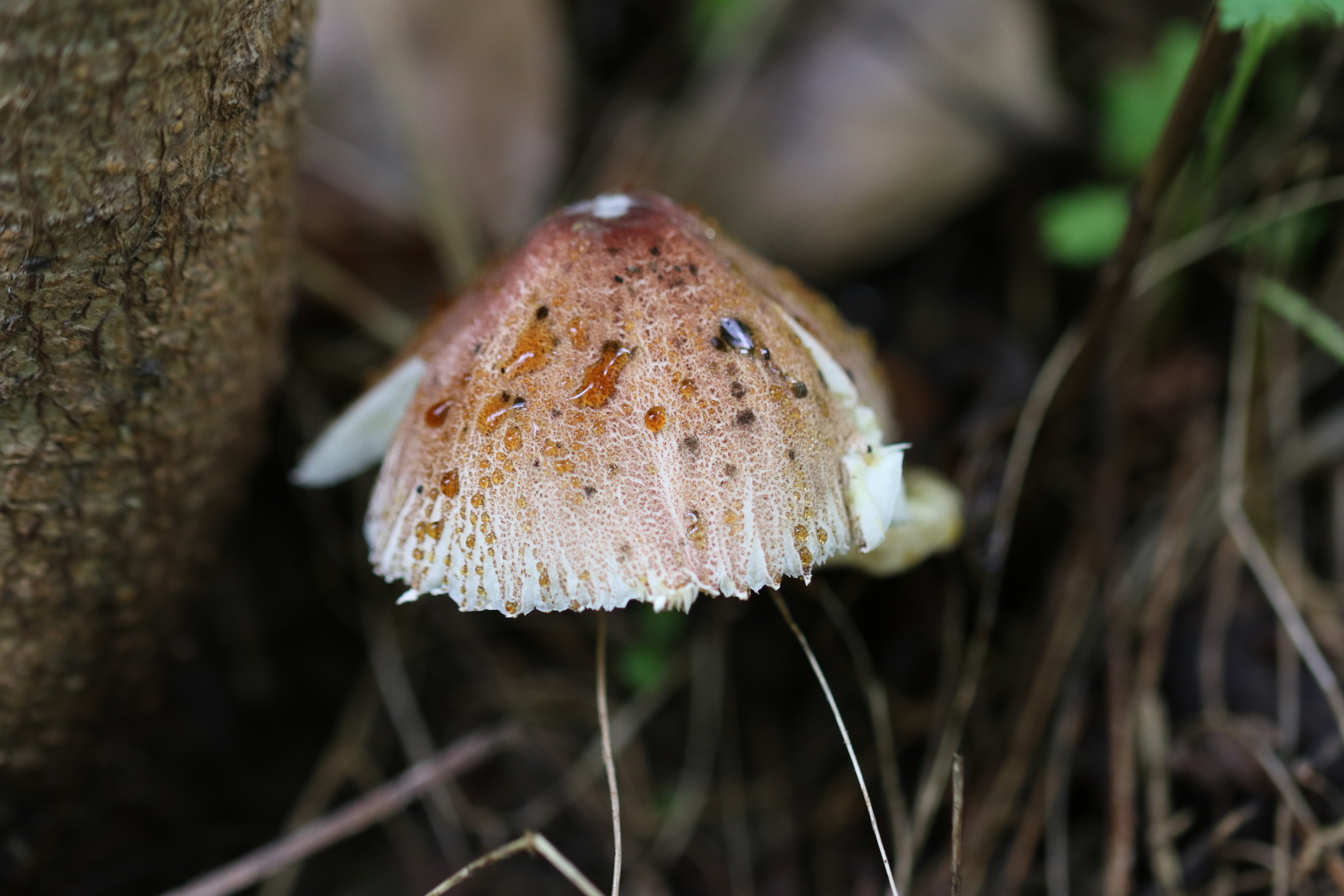 mushroom-image