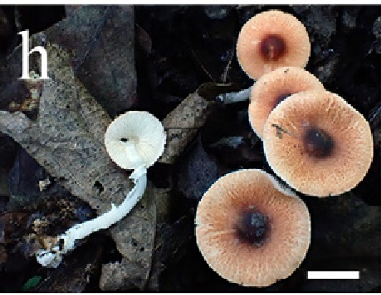 Leucoagaricus aurantioruber