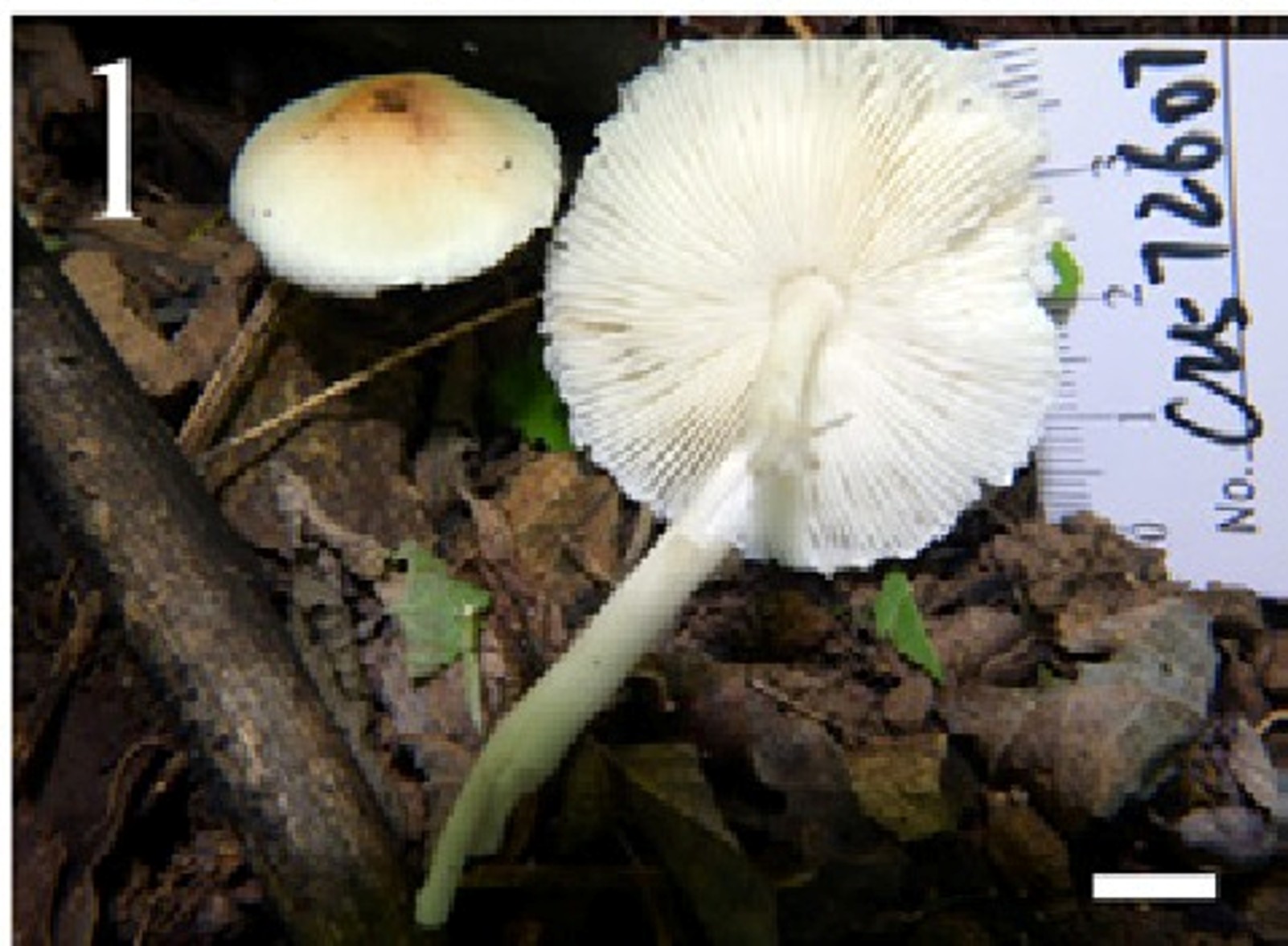 Leucoagaricus bulbosus