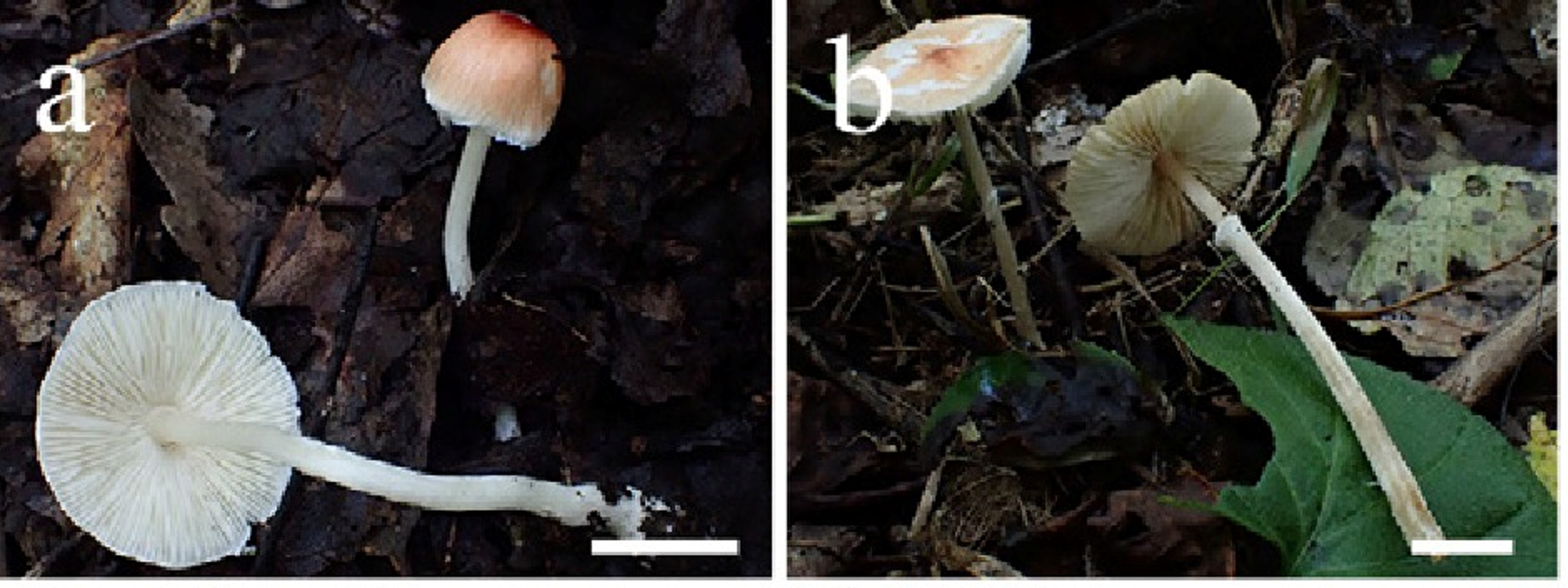 Leucoagaricus proximus