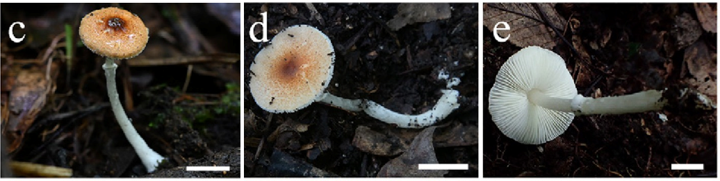 Leucoagaricus rubrobrunneus