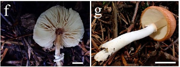 Leucoagaricus rubrovelutinus