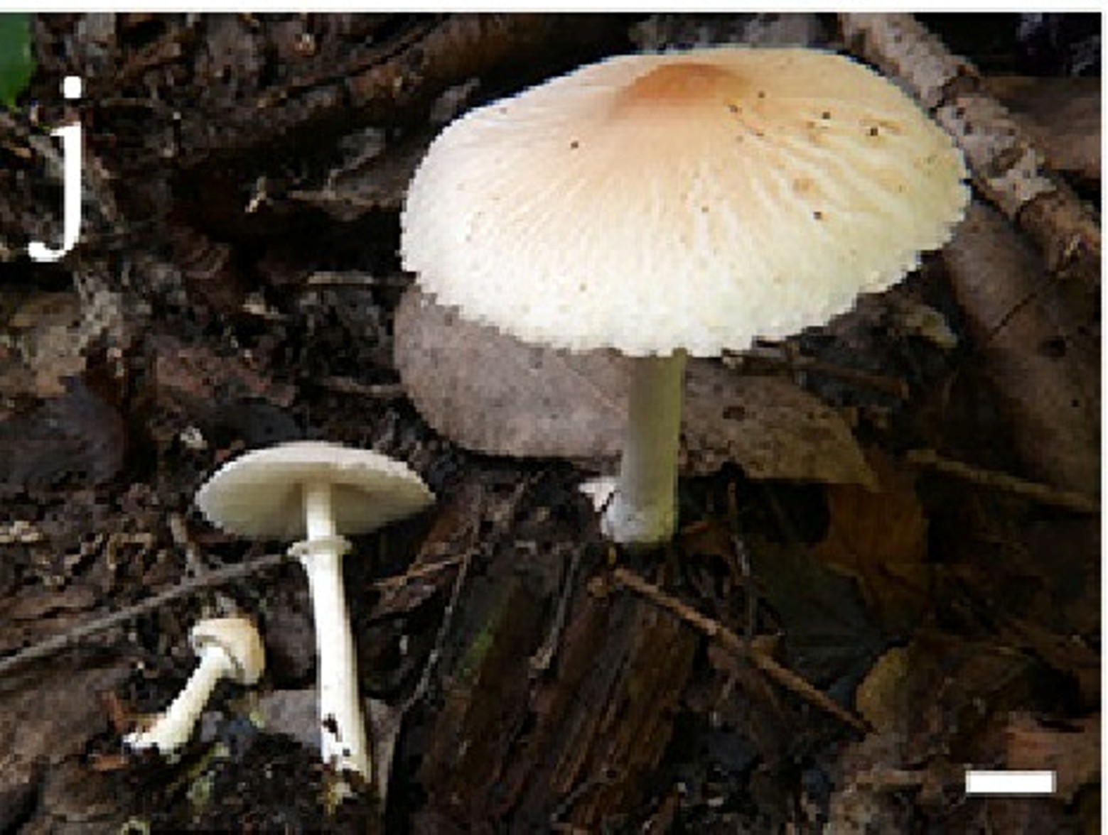 Leucoagaricus subnivalis