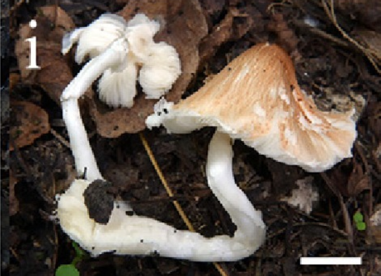 Leucoagaricus aurantioruber