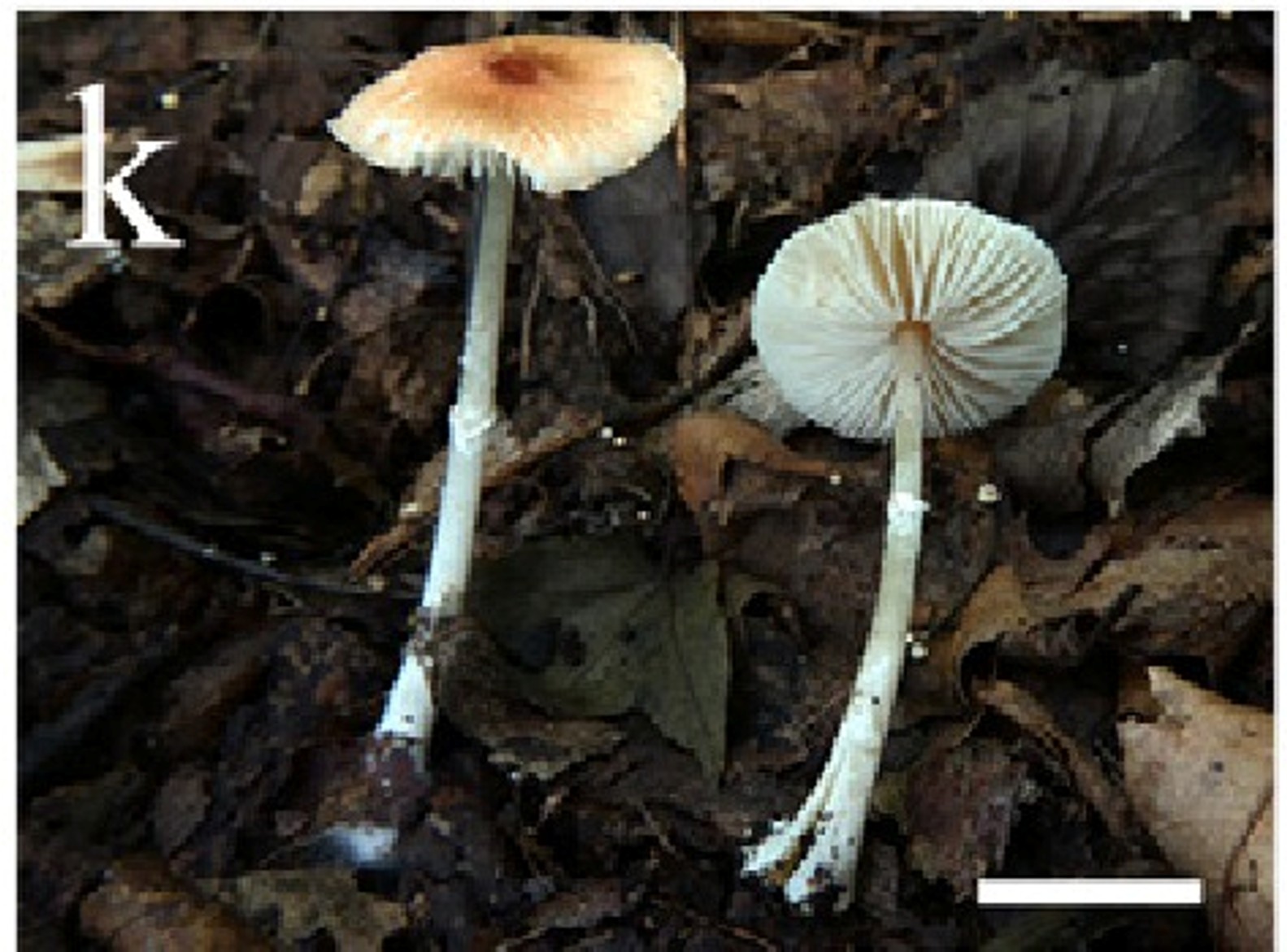 Leucoagaricus testaceumbonatus