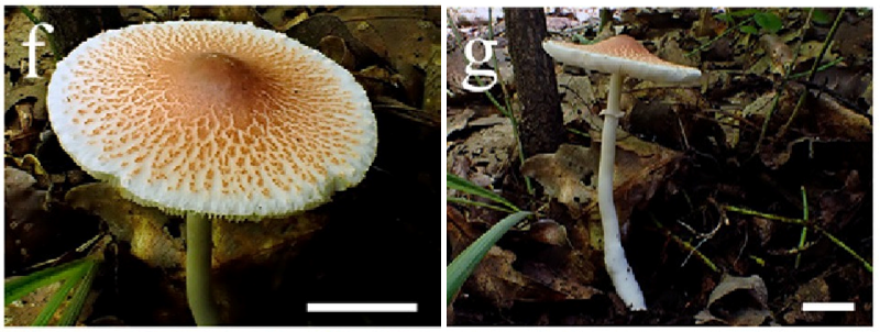 Leucoagaricus vassiljevae