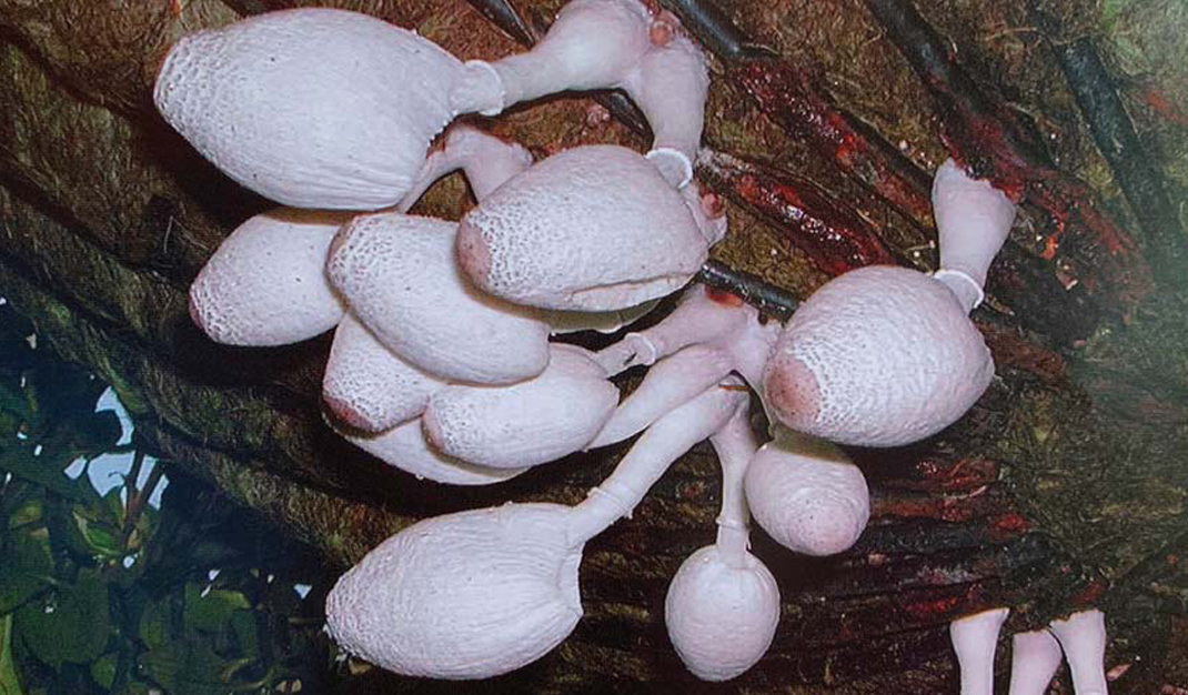 mushroom-image