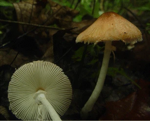 Leucocoprinus tangerinus