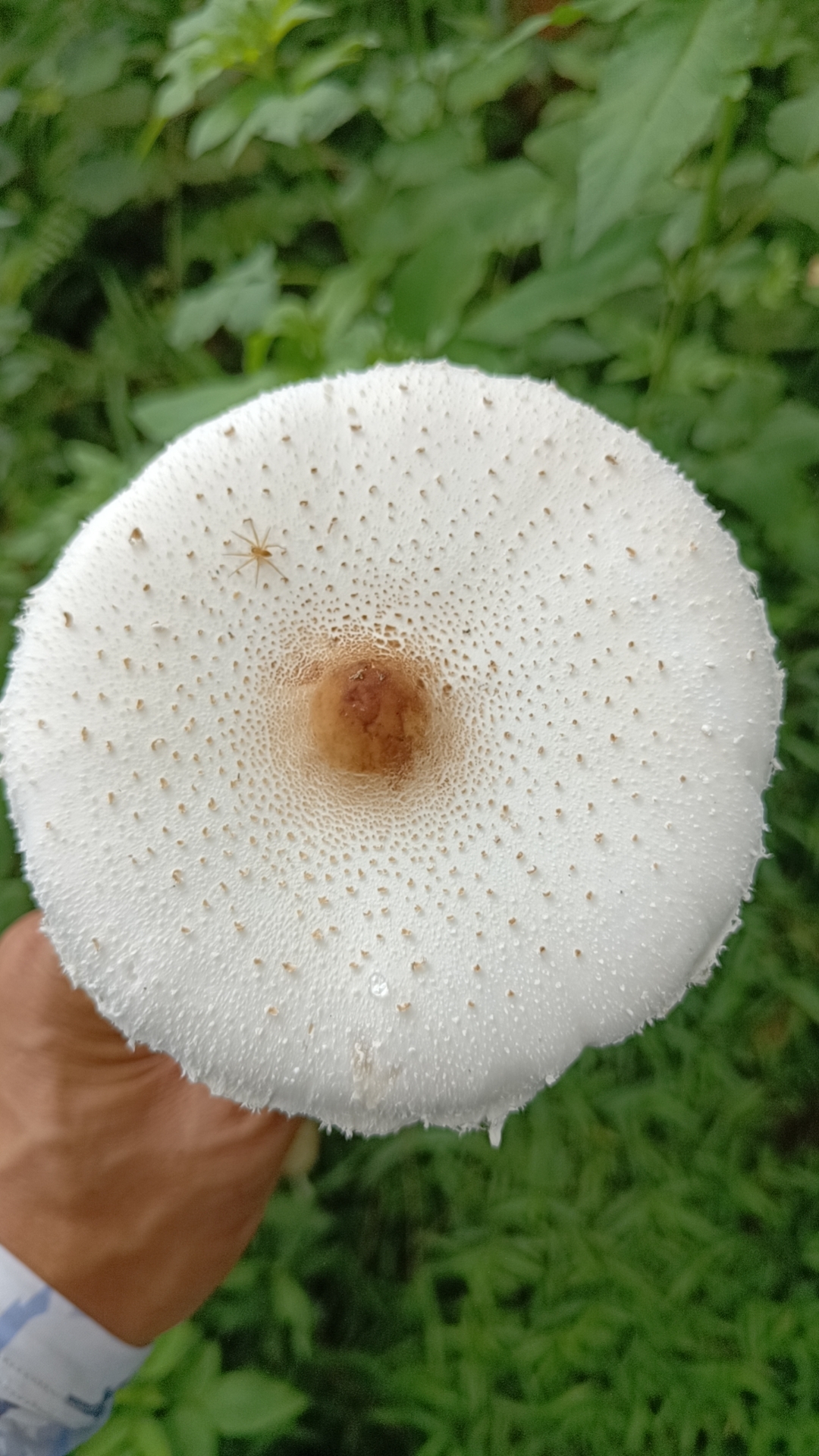 mushroom-image