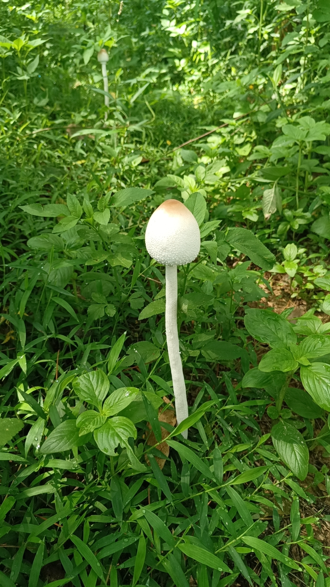 mushroom-image