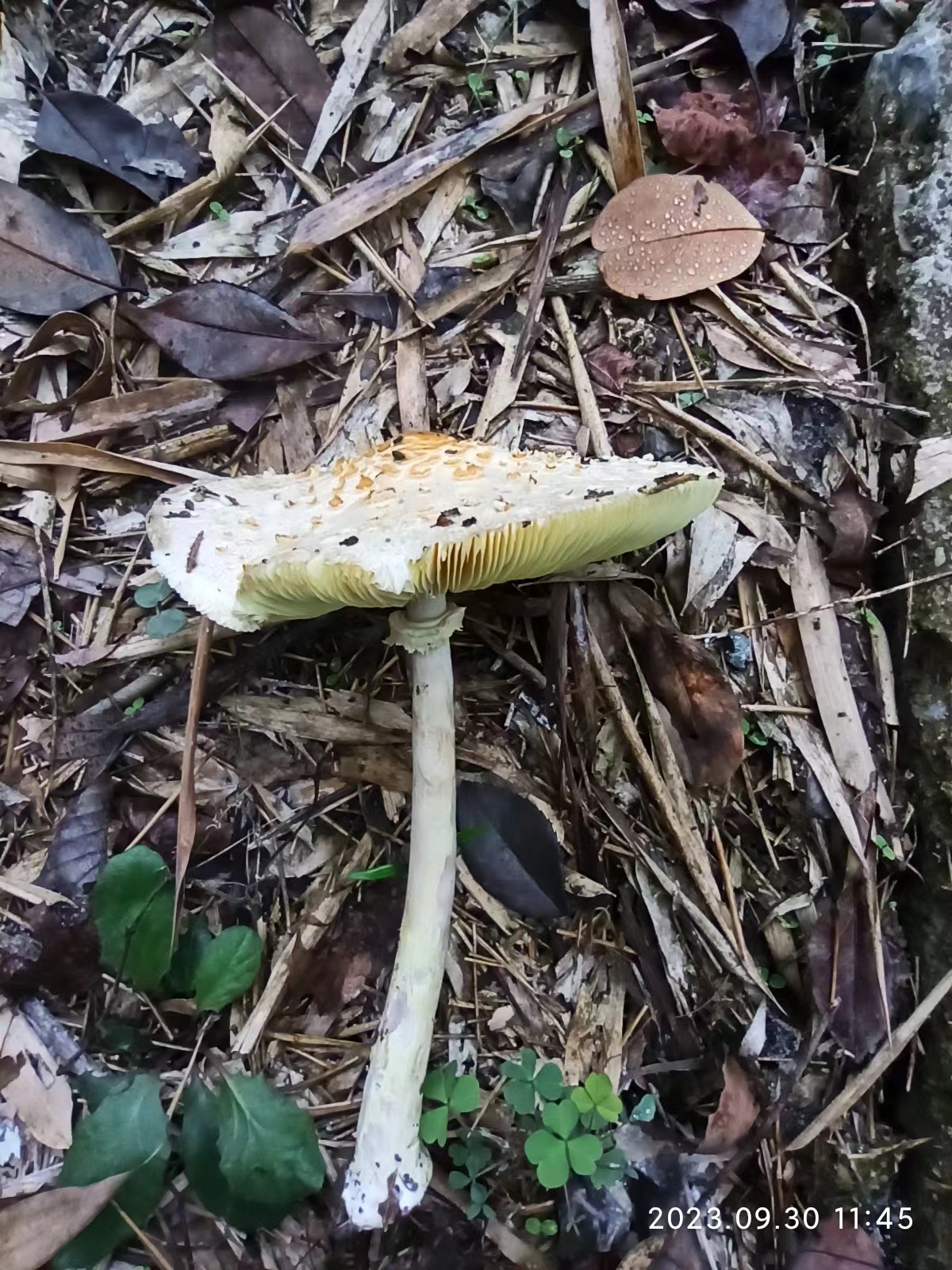mushroom-image