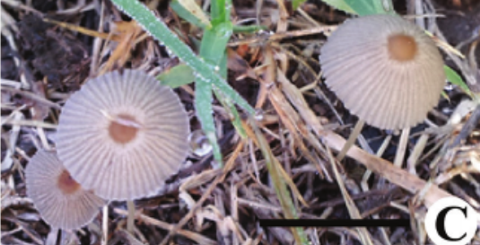 mushroom-image