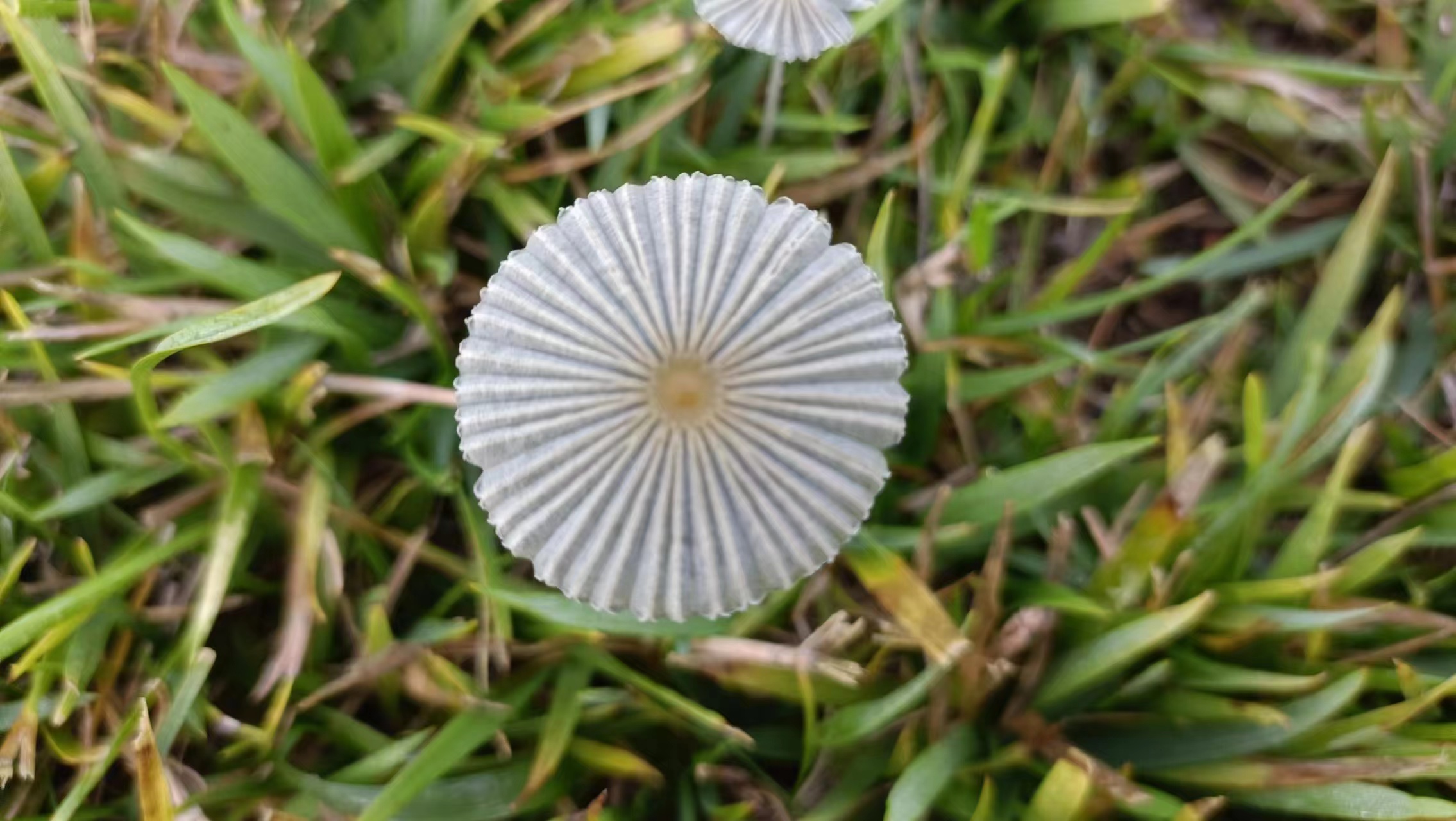 mushroom-image