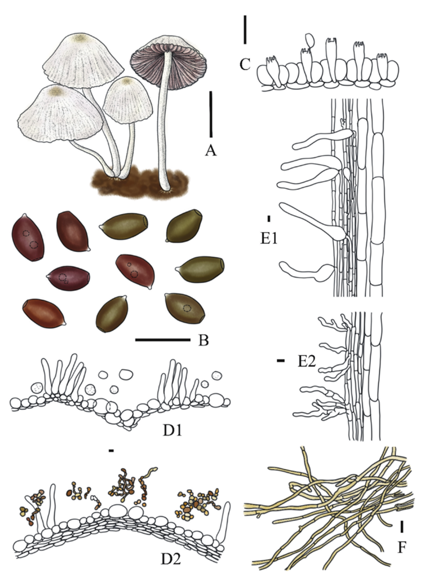 mushroomimage