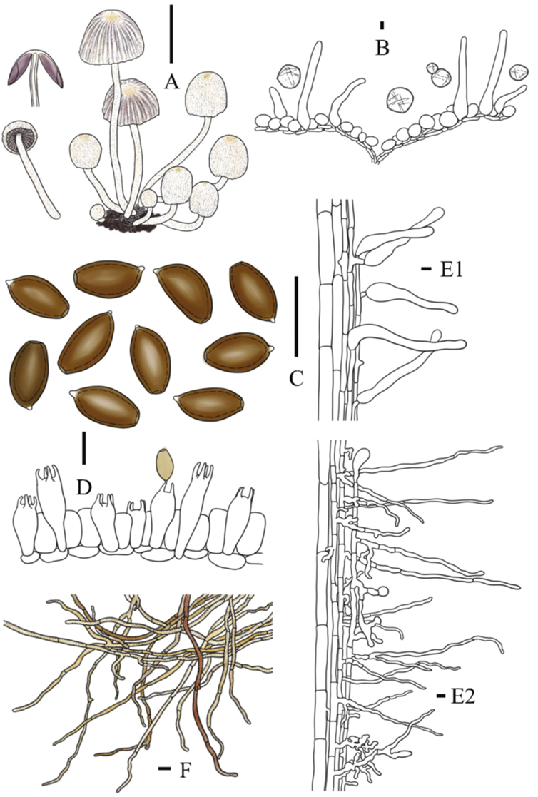 mushroomimage