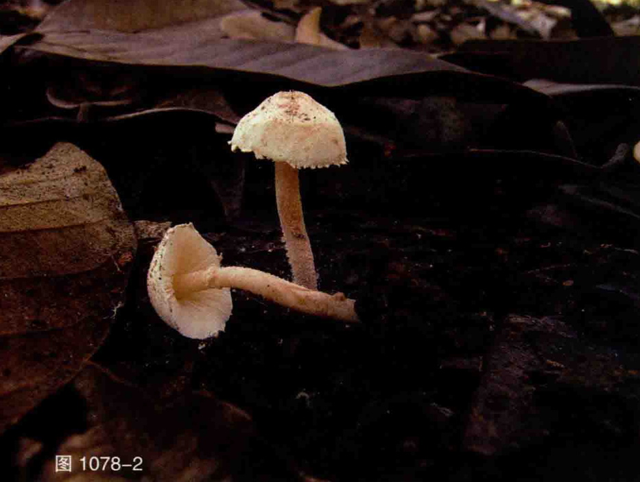 mushroomimage
