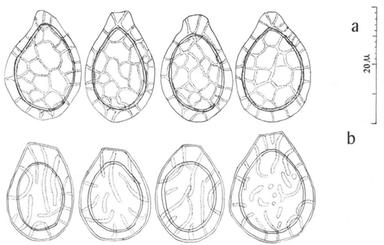 spore diagram of Humphreya species