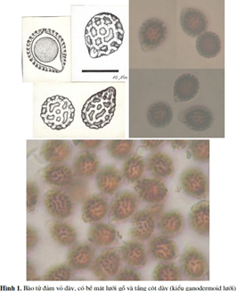 spores of Humphreya endertii