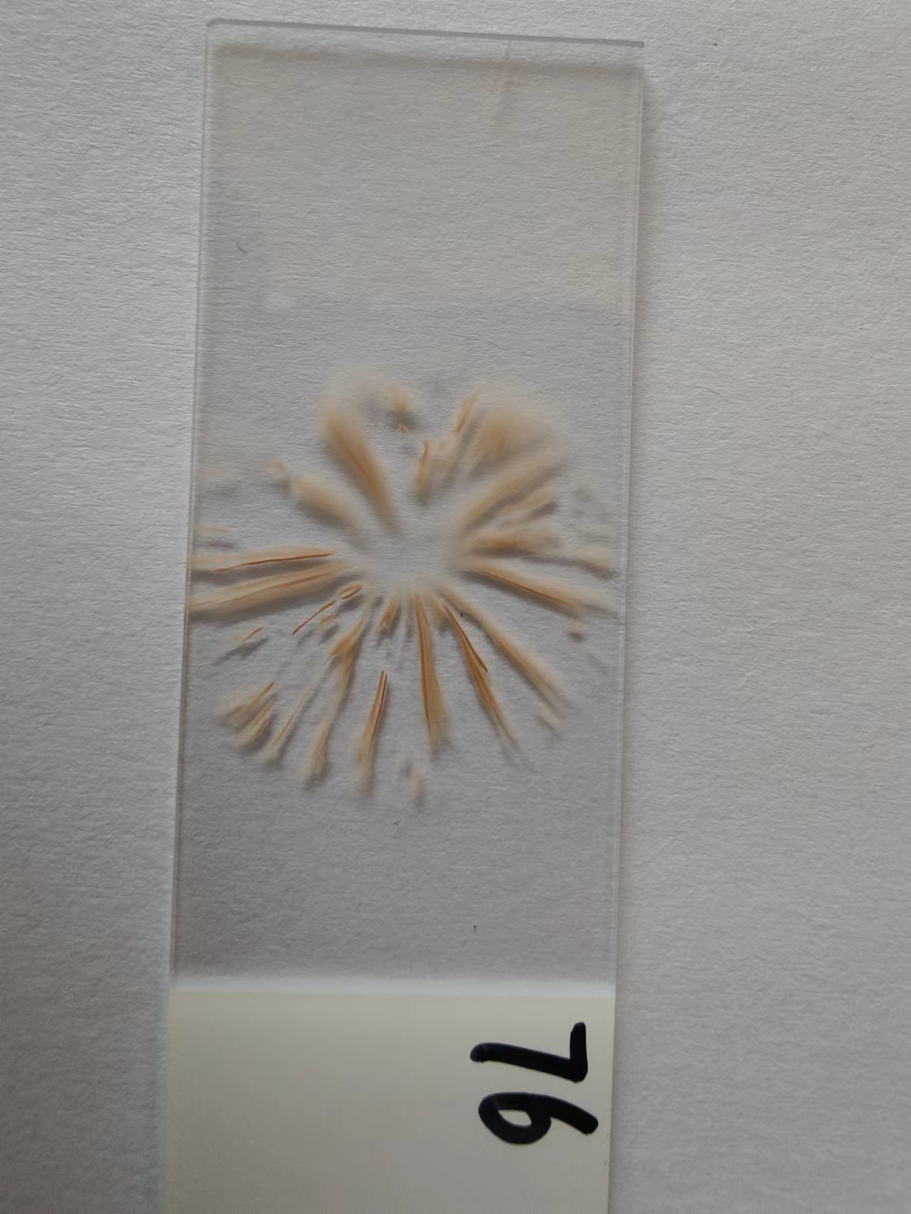 载玻片上的孢子印photos/studyingmushrooms/sporeprint.jpg